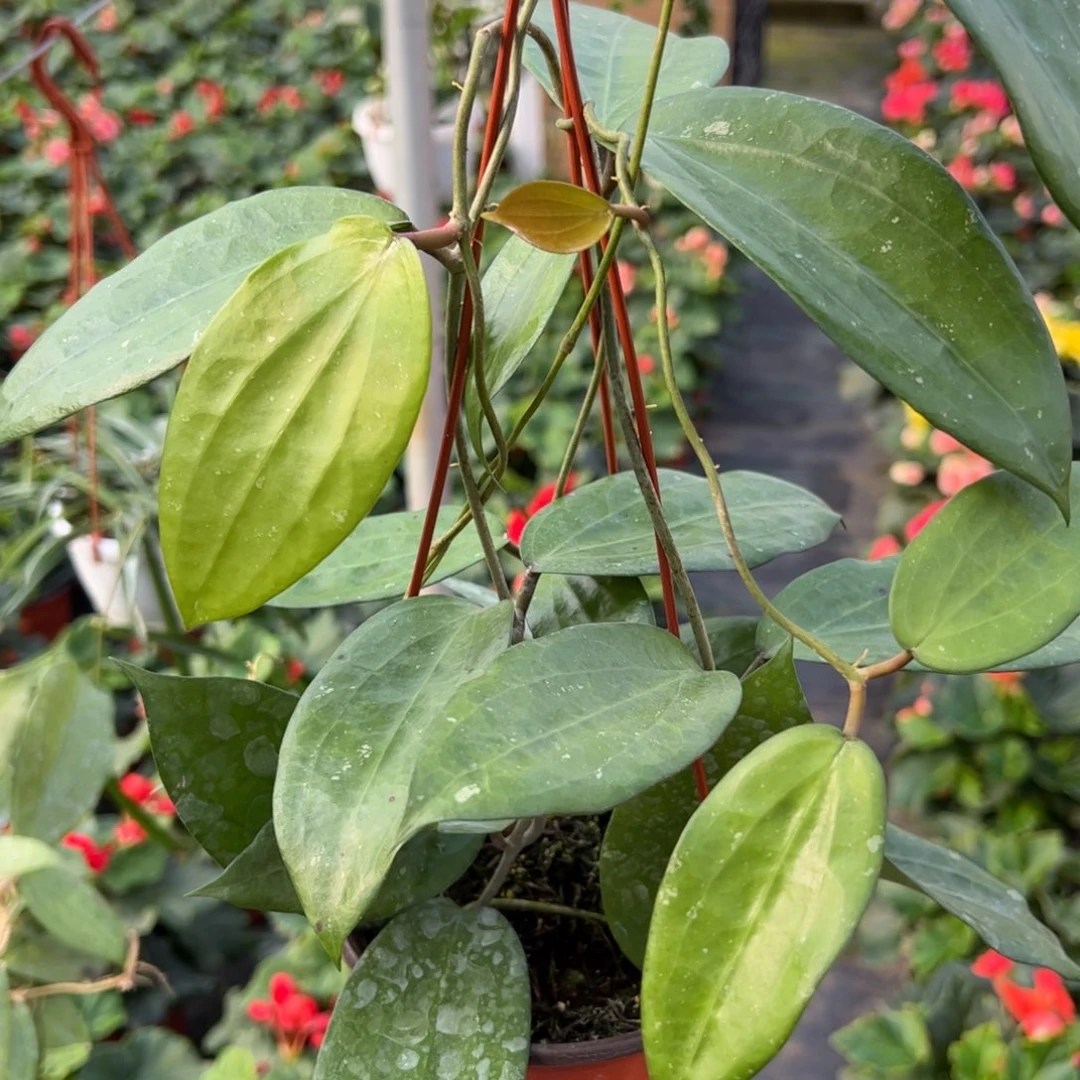 懂***梅完全开放绿玉贵球兰