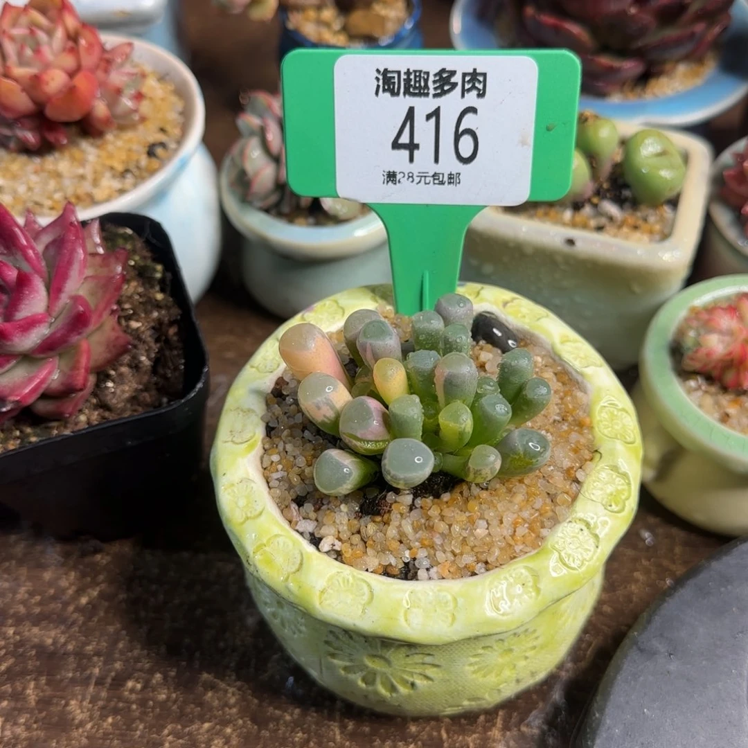 不****～多肉植物50淋浴井穷生