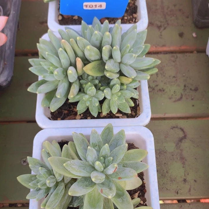 t014啊滴群脱土发