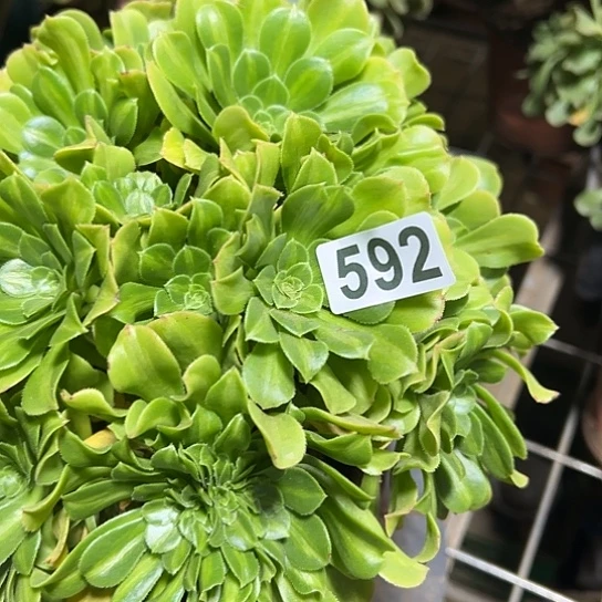 老***.多肉植物一个琉璃592