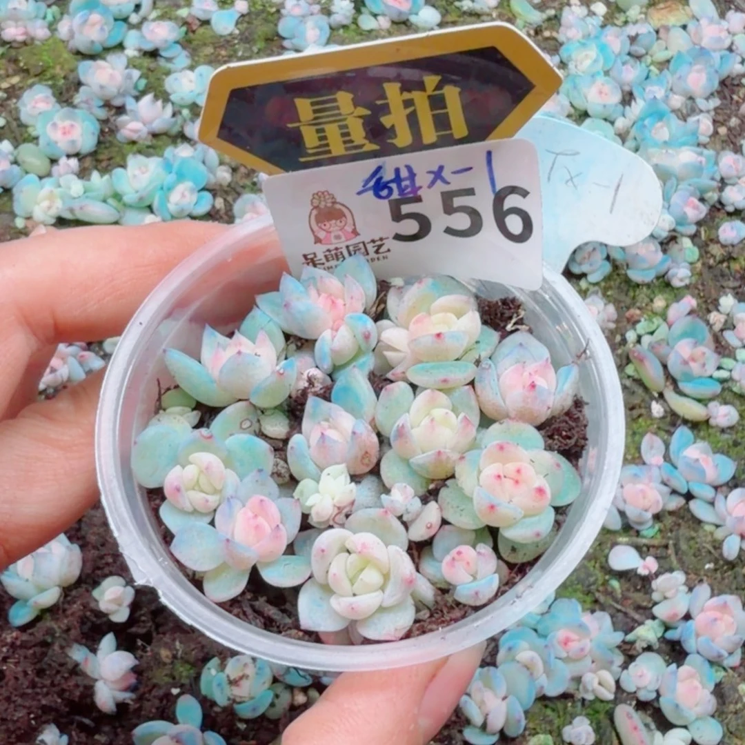 多肉植物多肉植物