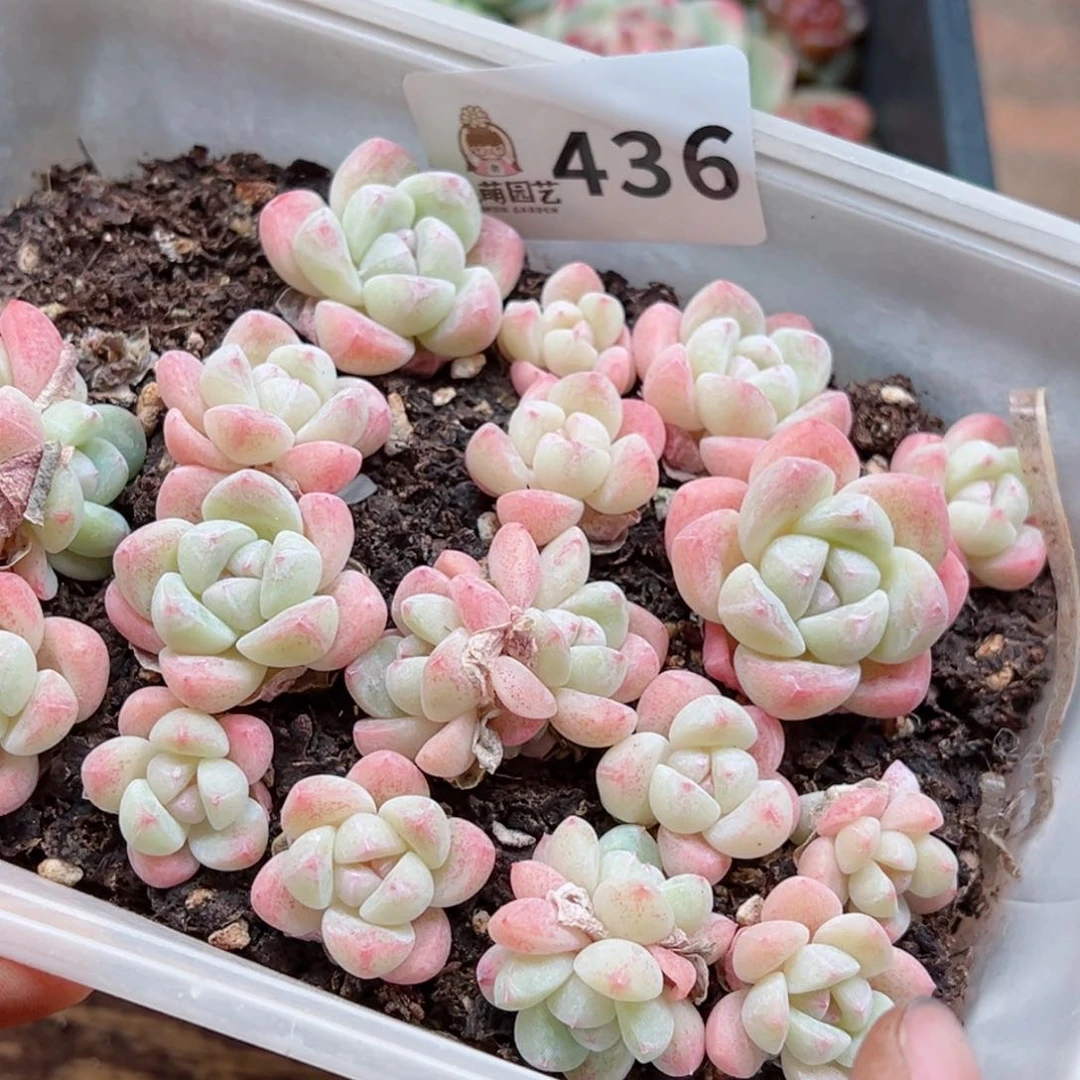 多肉植物多肉植物