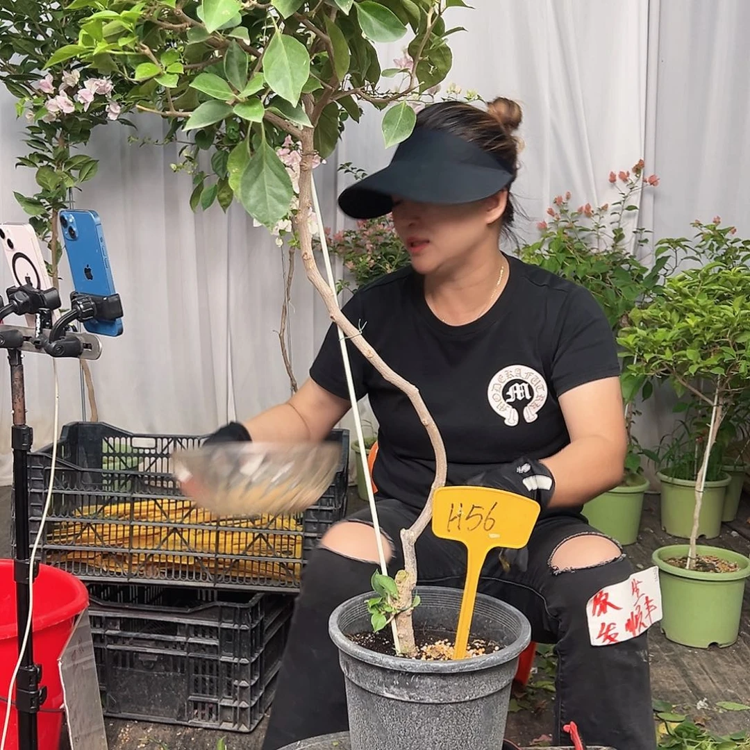 周***人当前无花栽培后可以开花H56佩德罗