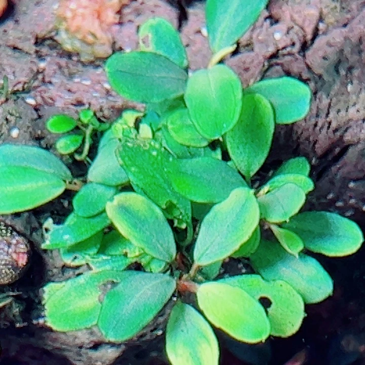 福利22号福利价植物一丛