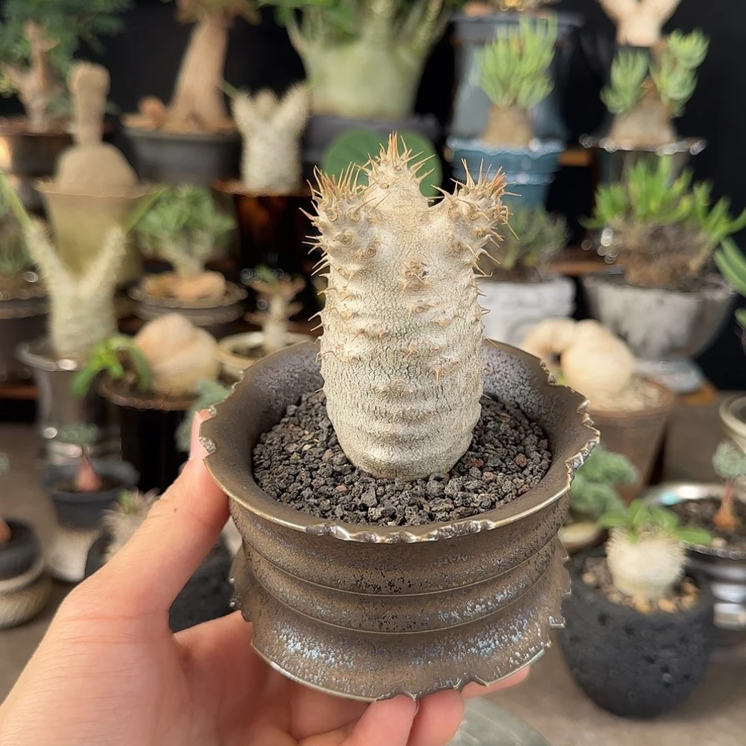 一物一拍象牙宫03