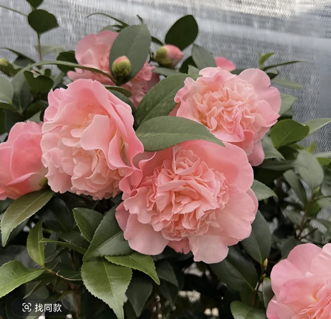 香妃山茶花盆栽浓香适合庭院别墅室内外阳台养护