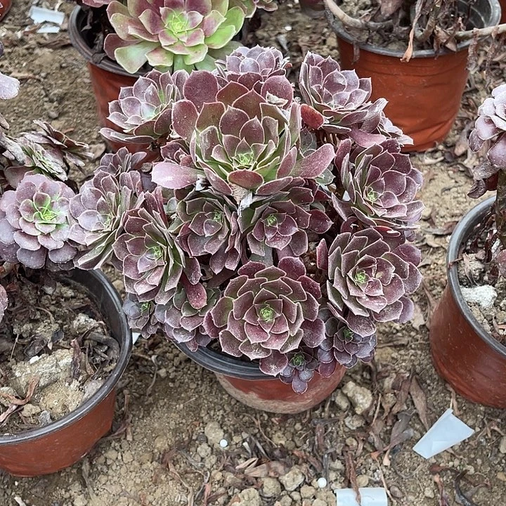 荷兰玫瑰玫瑰玫瑰