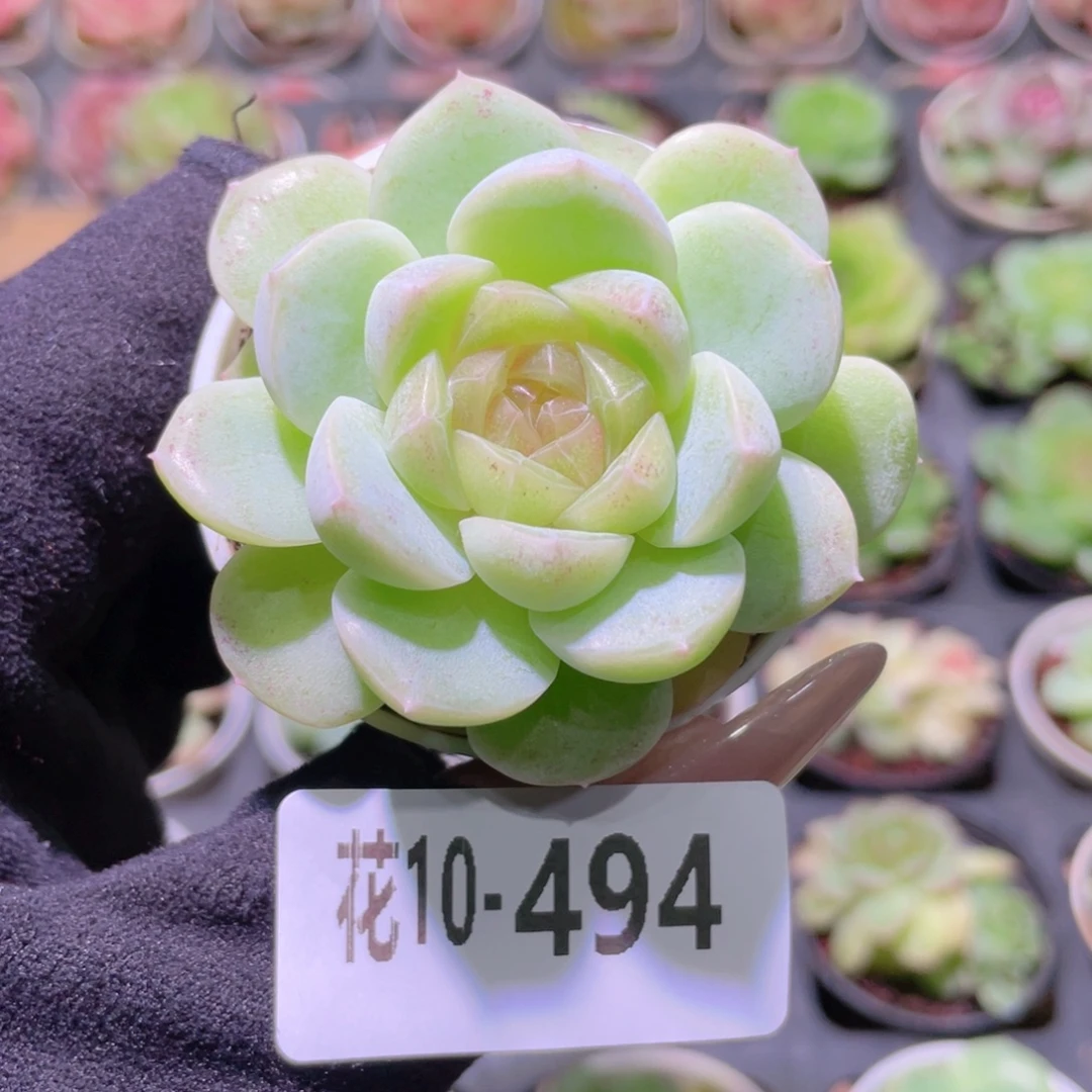 花利美10-494新品单头