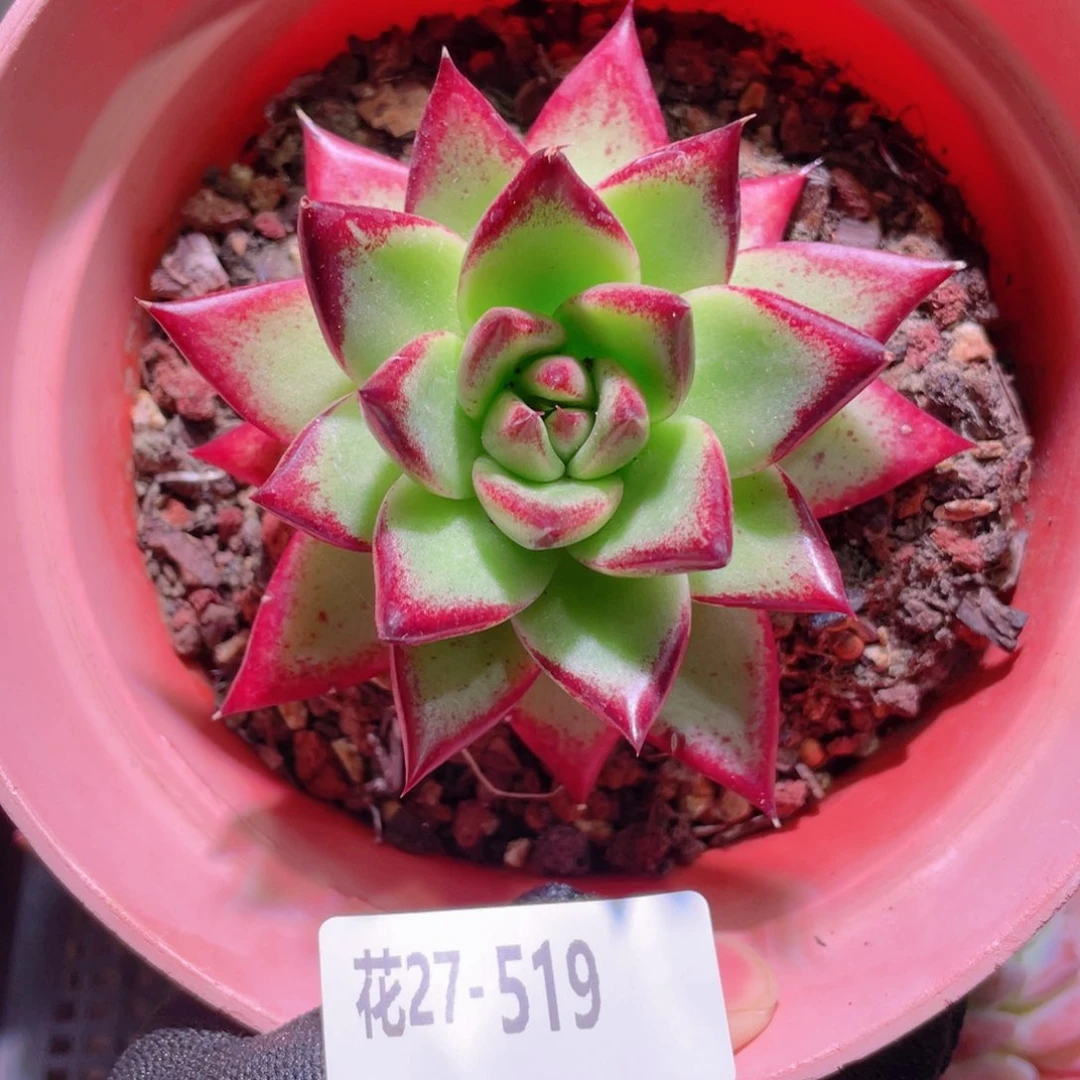 花利美27-519乌木