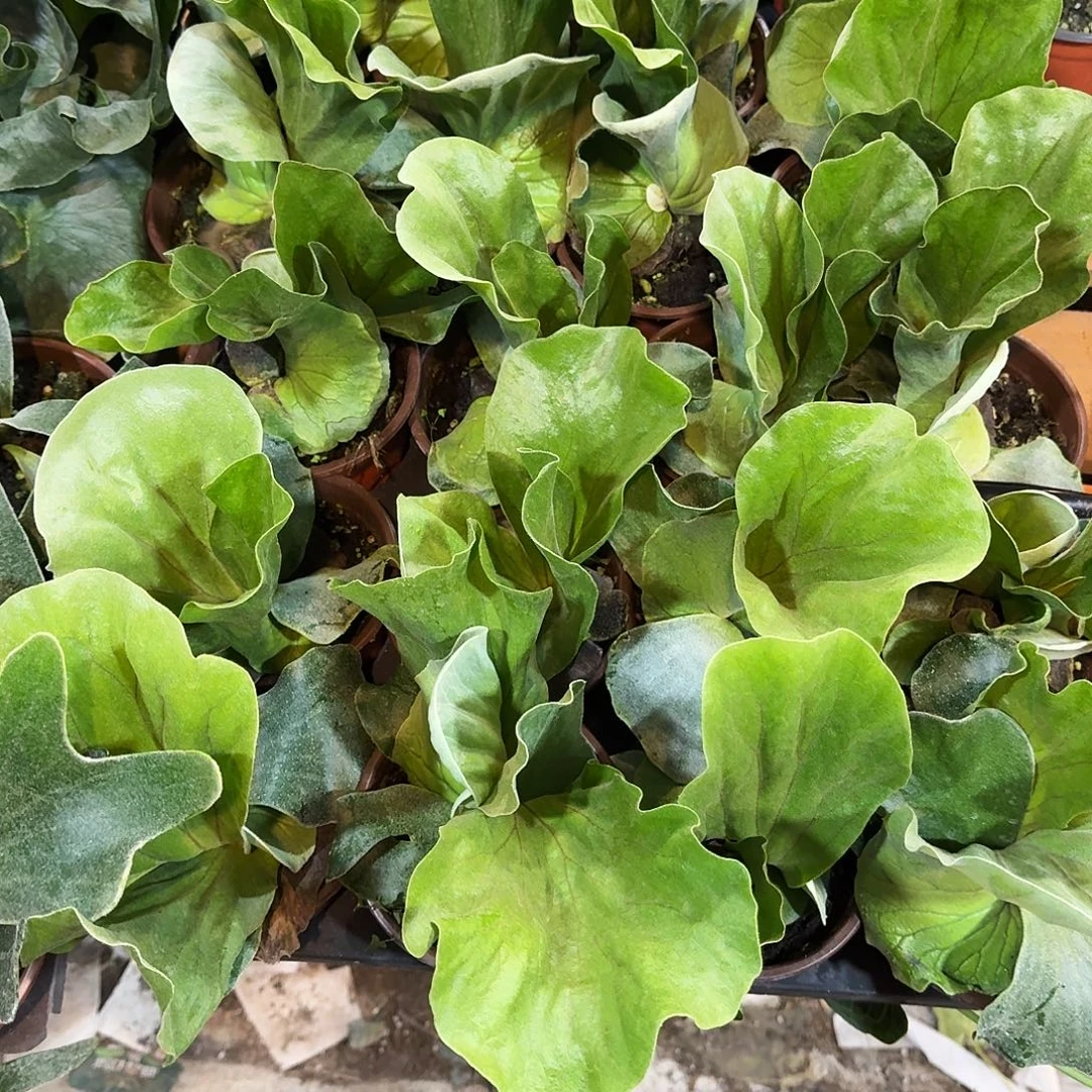 完全开放象耳鹿角蕨一棵