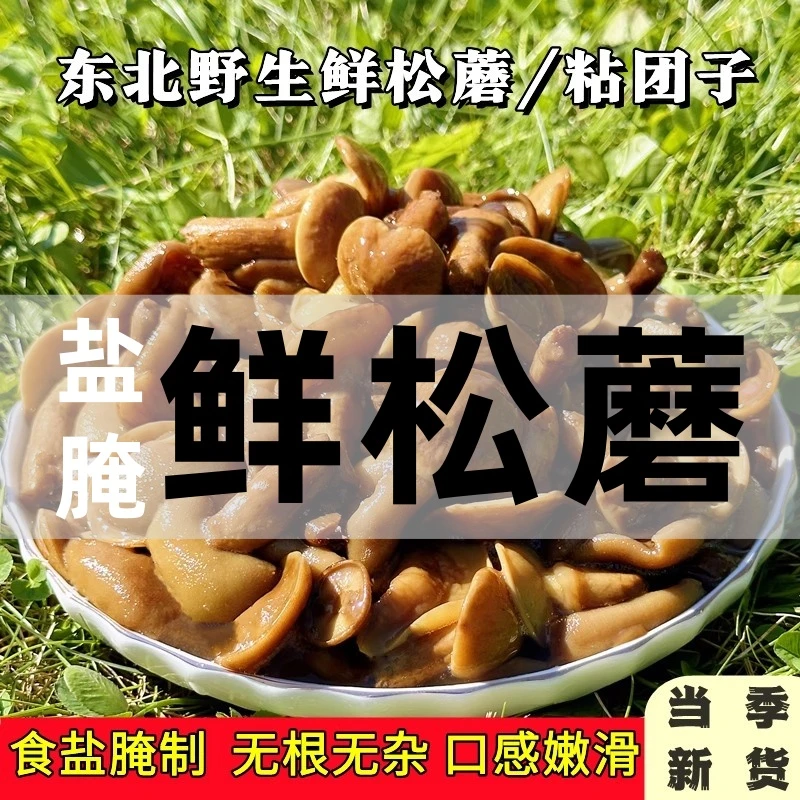 【超值4斤装】长白山当季新鲜粘团子蘑菇盐腌发货新鲜松蘑