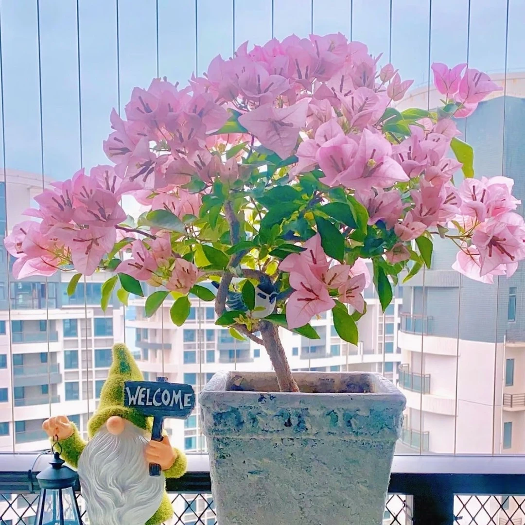 【粉天使】三角梅绿植四季开花爬藤飘枝好养护适合庭院阳台楼顶种植