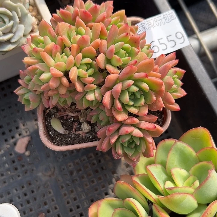 幸运的是你还没幸运