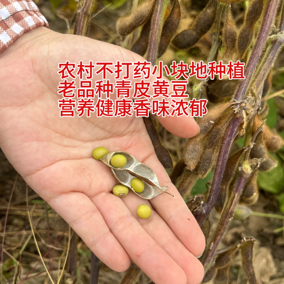 25年广西青皮黄豆小块地种植1斤不打药营养健康深山农村老品种