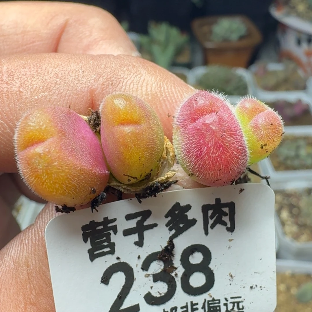 长毛两颗双头。