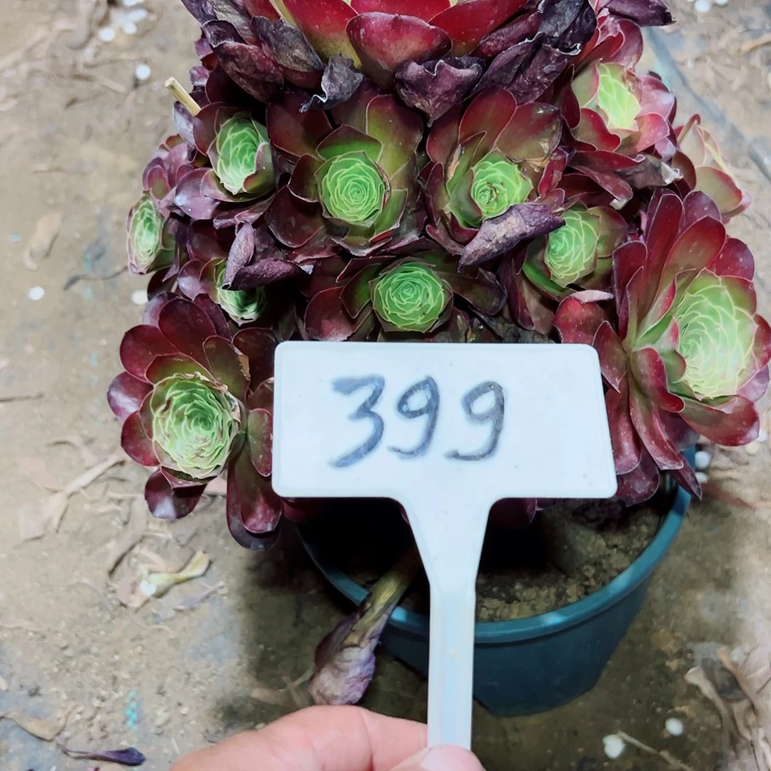 多肉植物梅金金法师