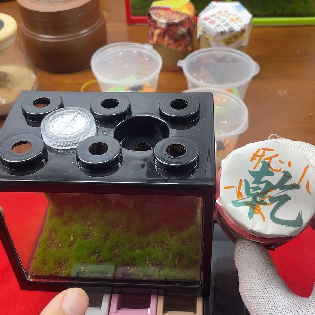 ****乐蟋蟀新的一年希望自己能有个好的开始吧