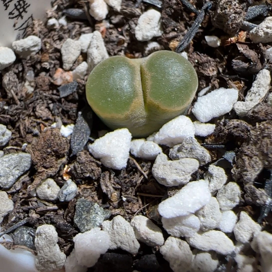 肉锥多肉植物组合-磁铁40