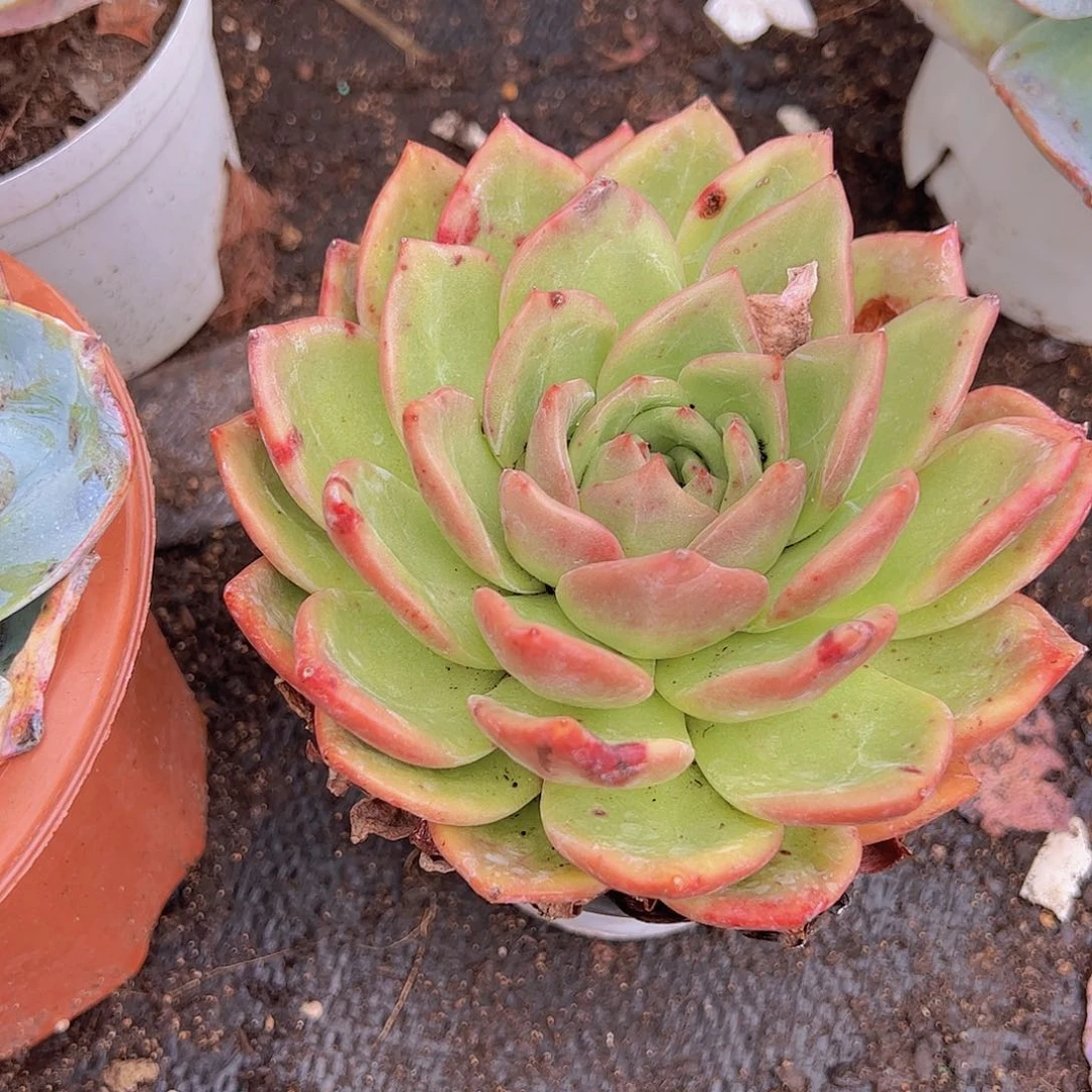 香槟 大单头 多肉植物