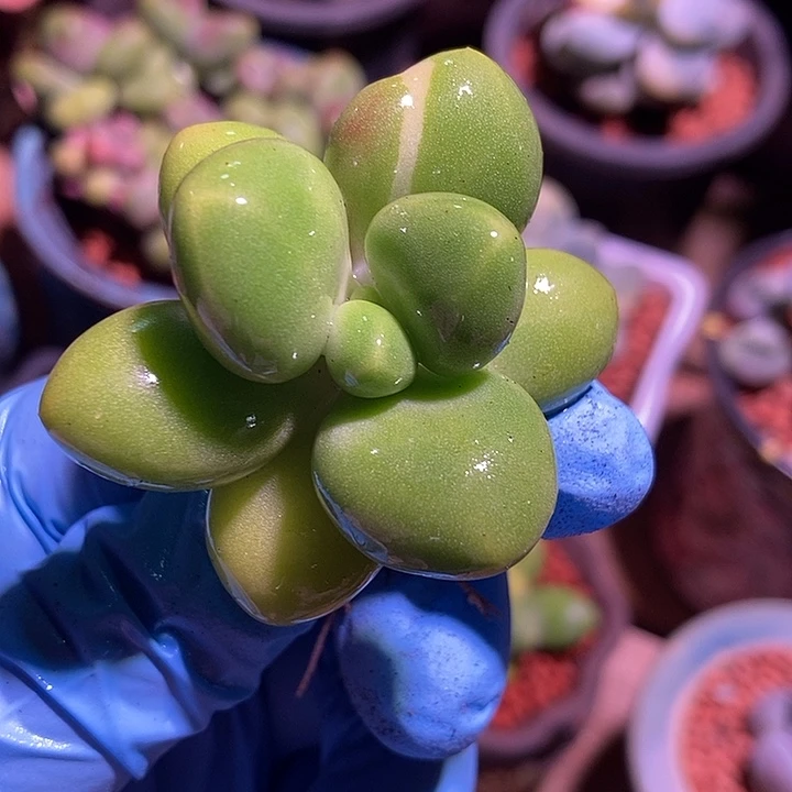 正版芒果奶锦多肉植物