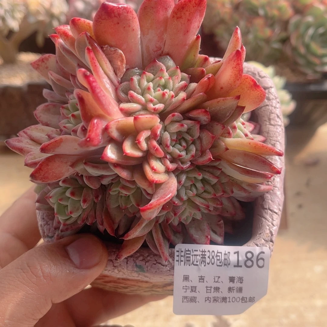 186新品德华多肉