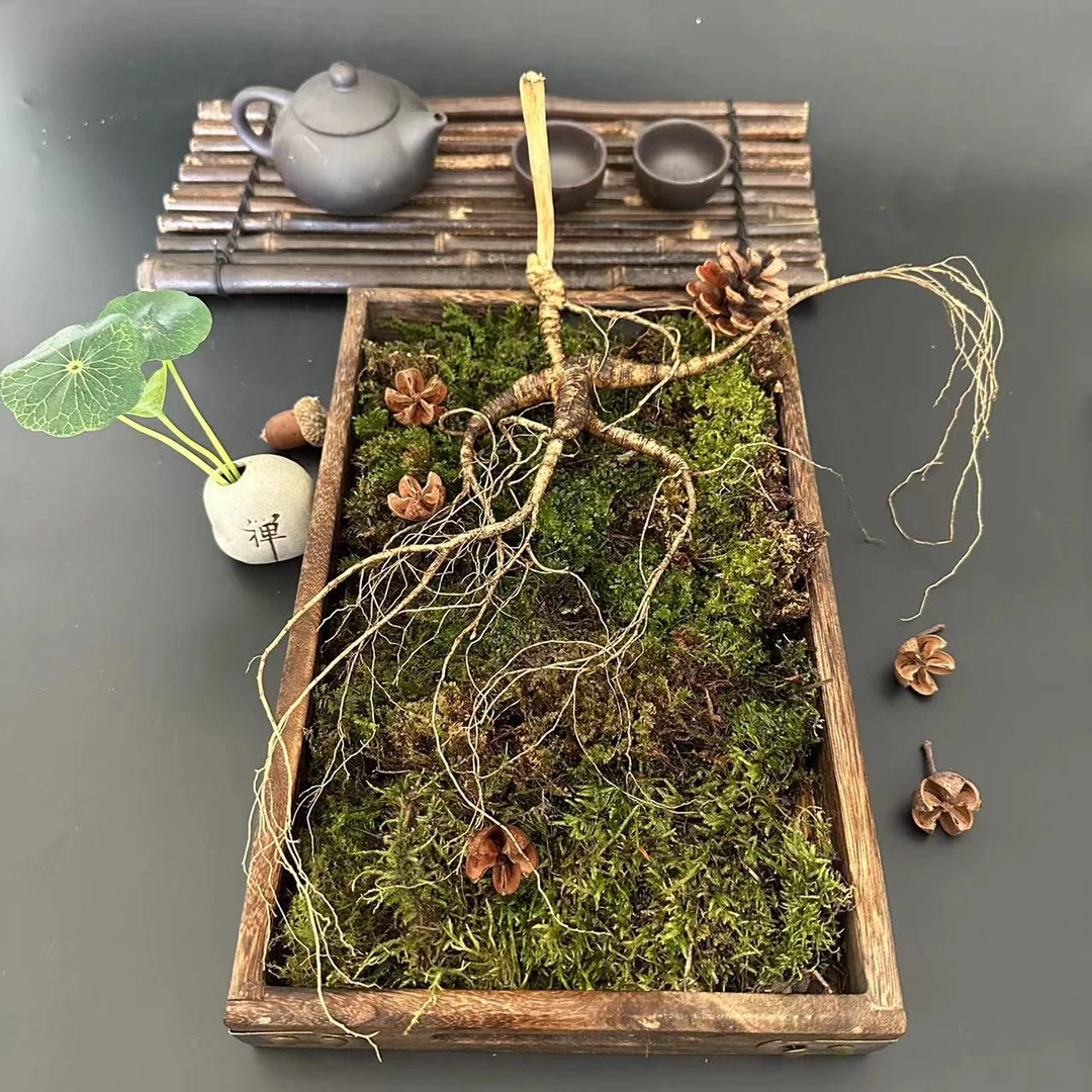 林下种植山参高年头老货人参保鲜高年份(直播间实物为主)