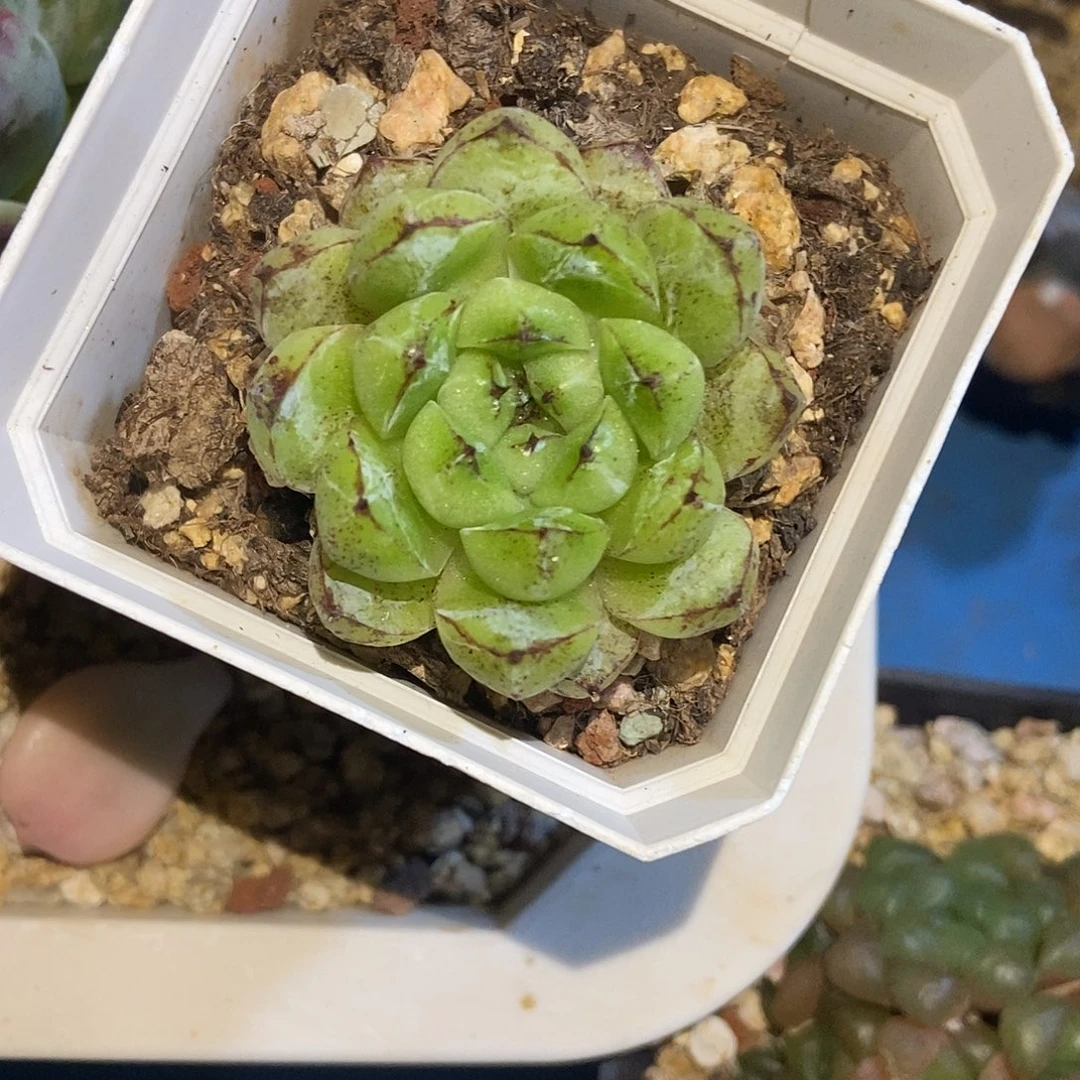 赤水晶单头一物一拍