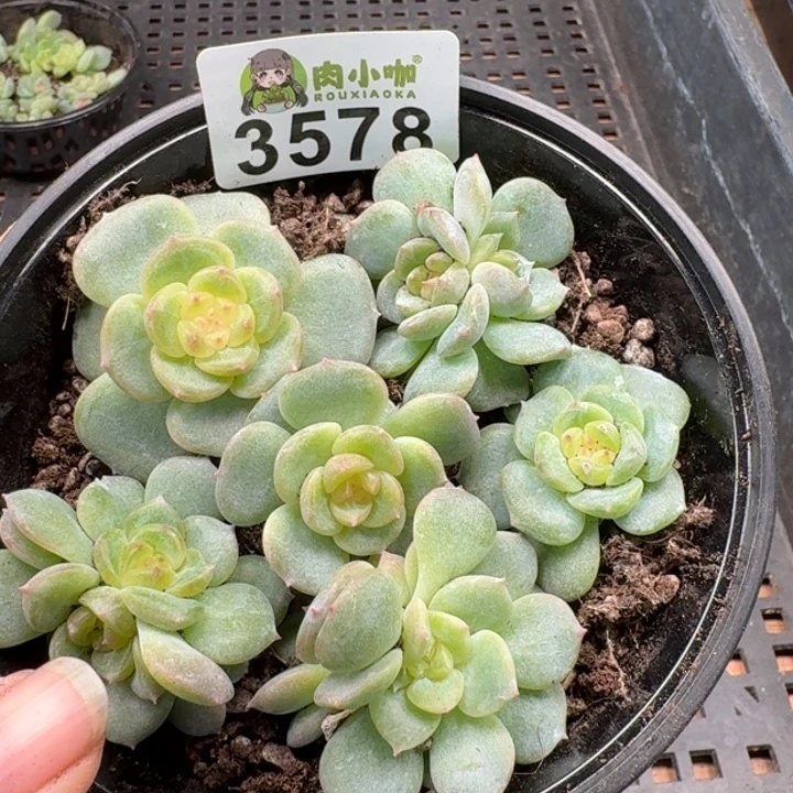 多肉植物多肉植物