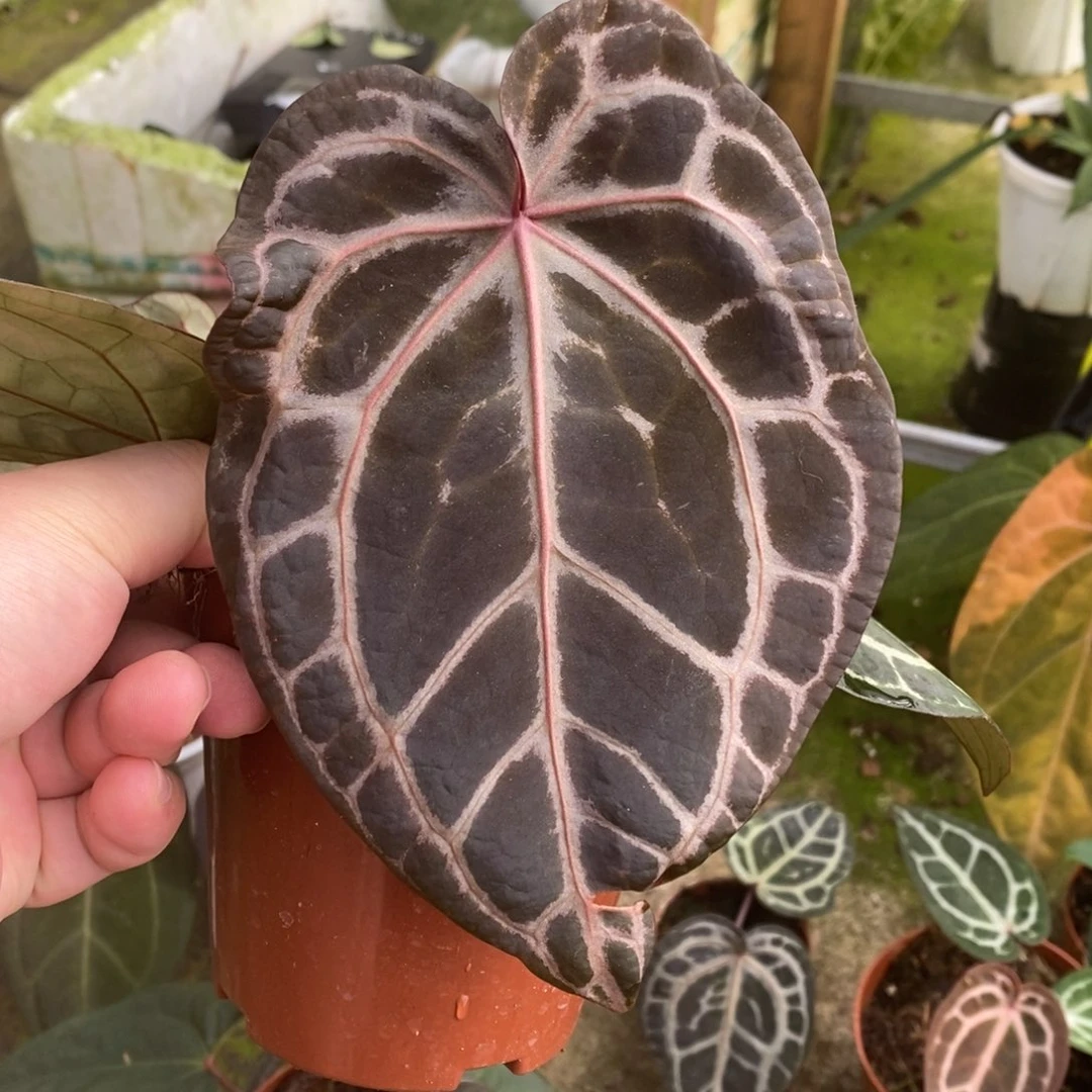 无花朵战损版nse红水晶