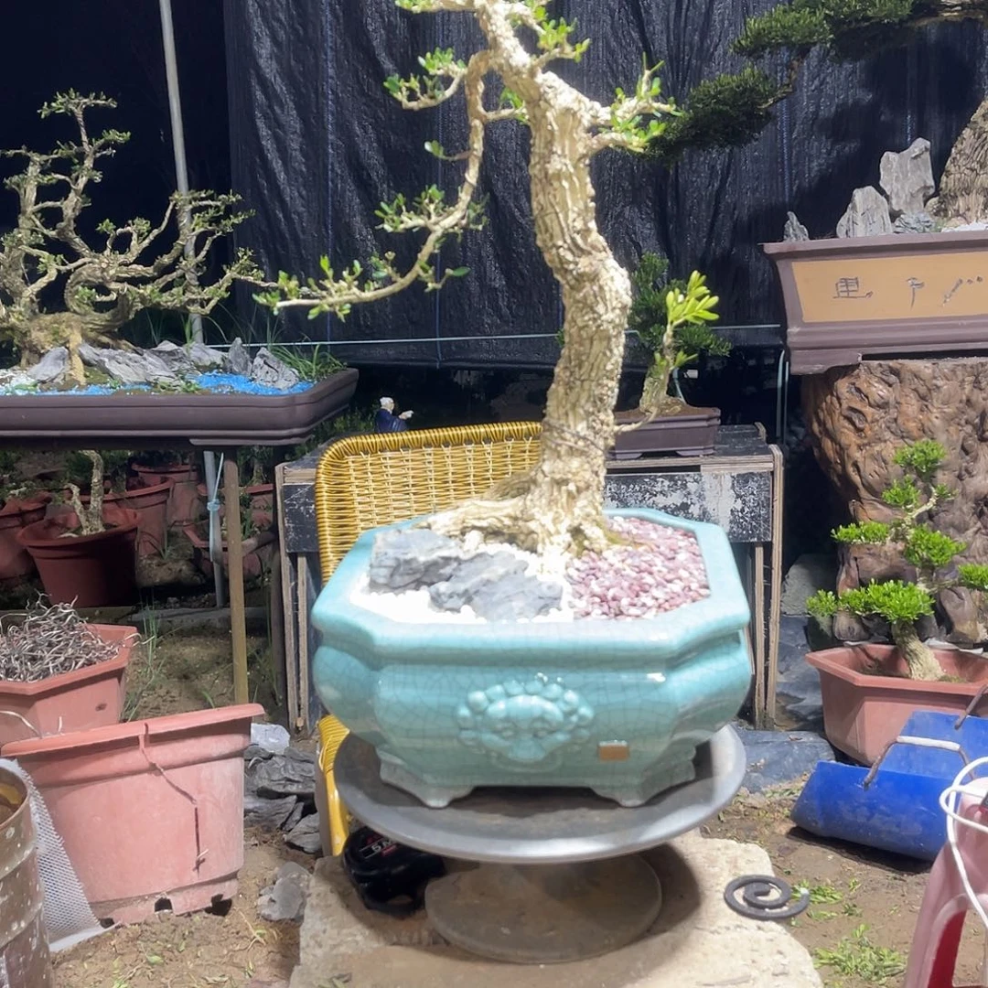 当前无花栽培后可以开花