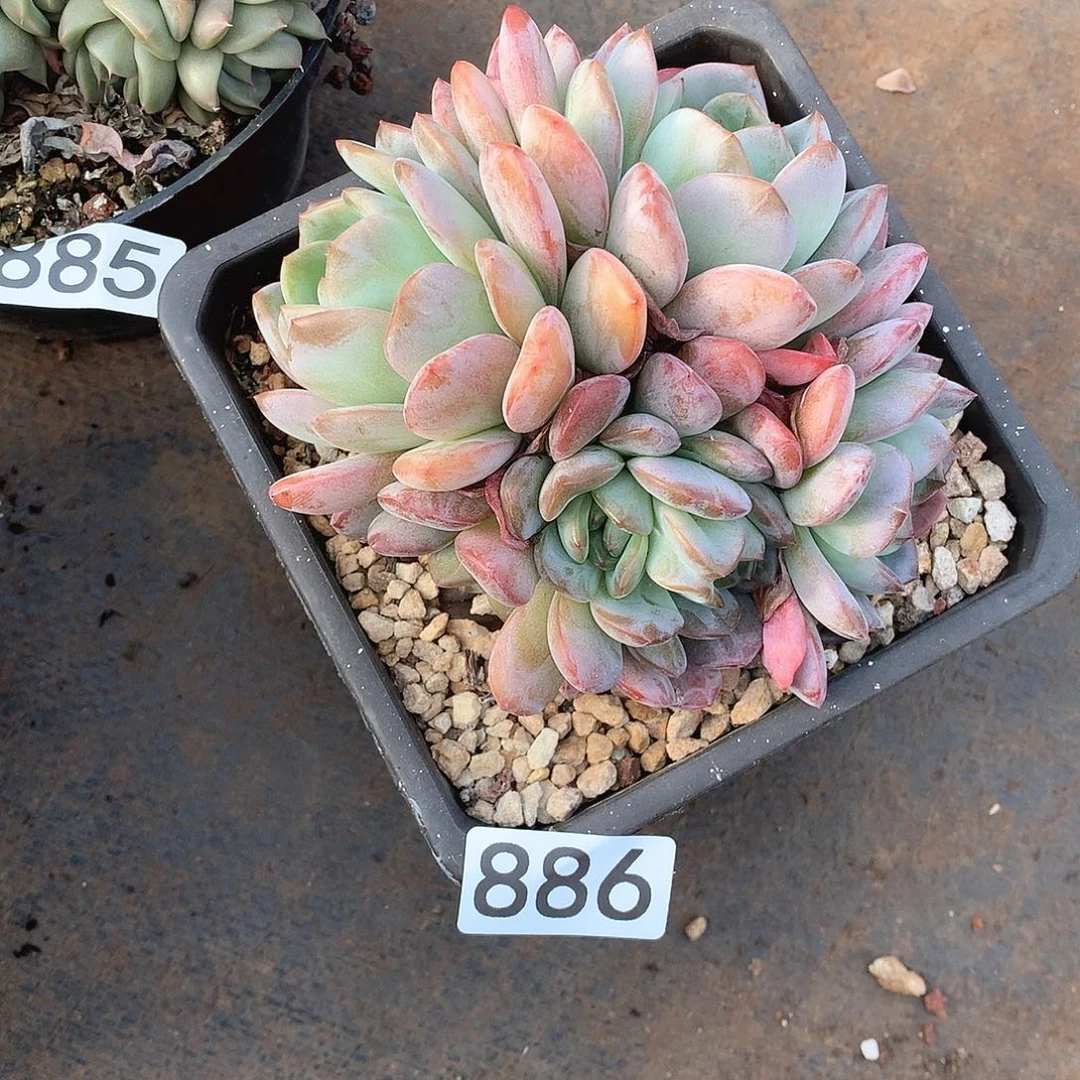 886全明星 一物一拍多肉