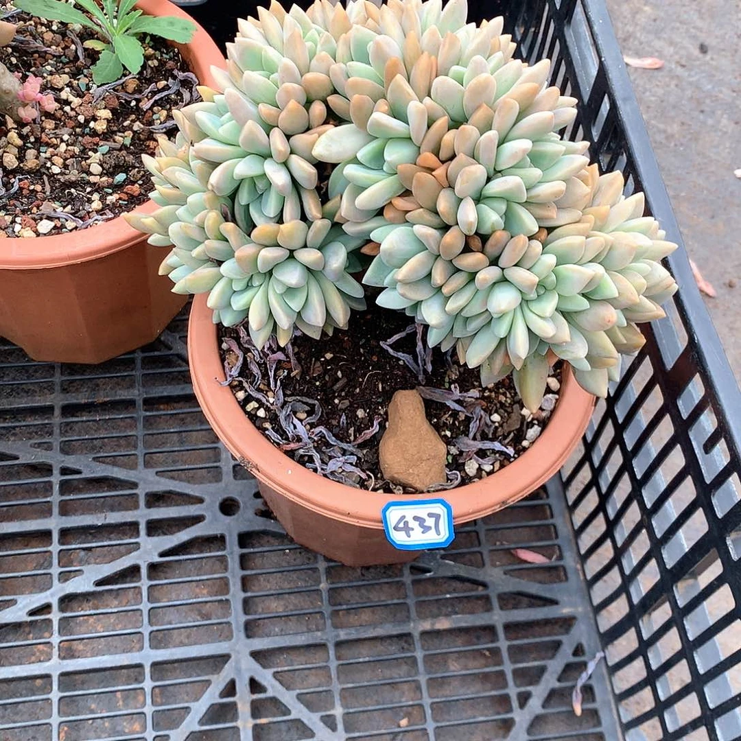 437淡雪缀 一物一拍多肉