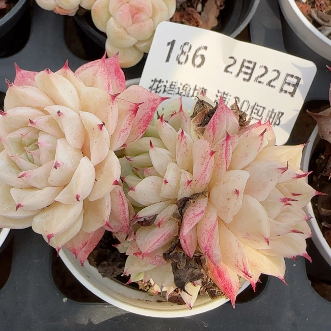 花语逸境0222-186散