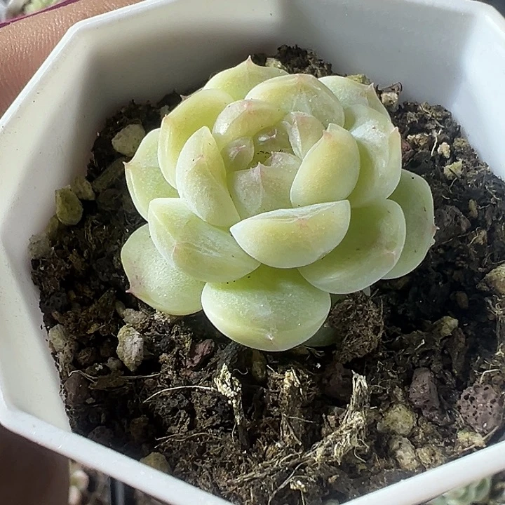 冰玉石化多肉植物