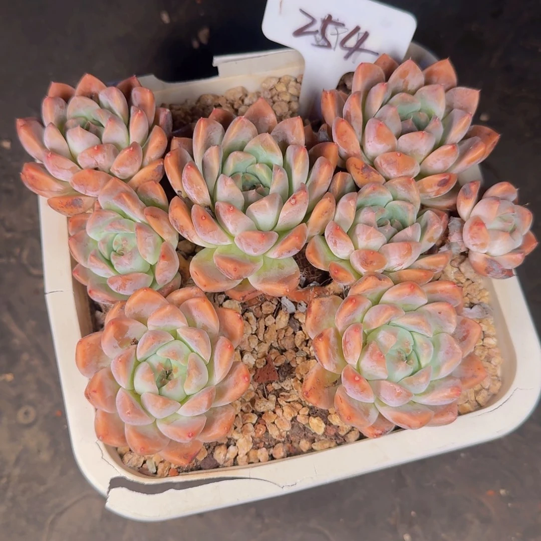 花***鱼多肉植物的生长发育和