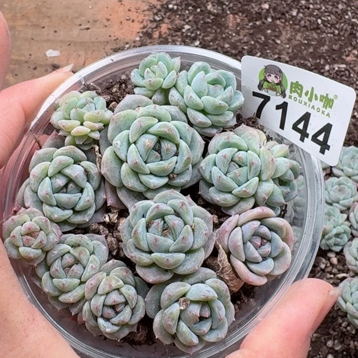 多肉植物多肉植物