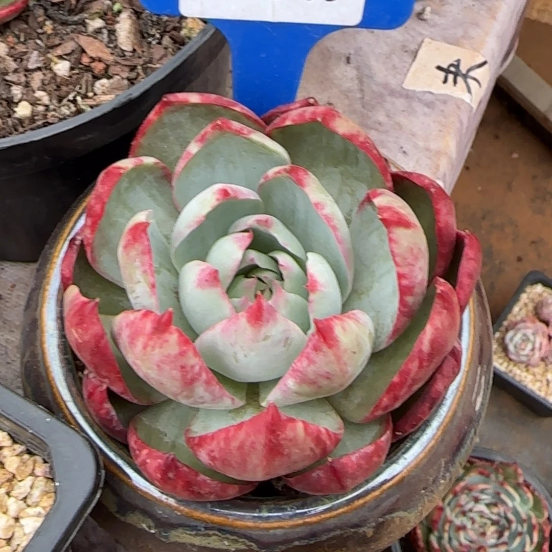 云南精品多肉有砍1030