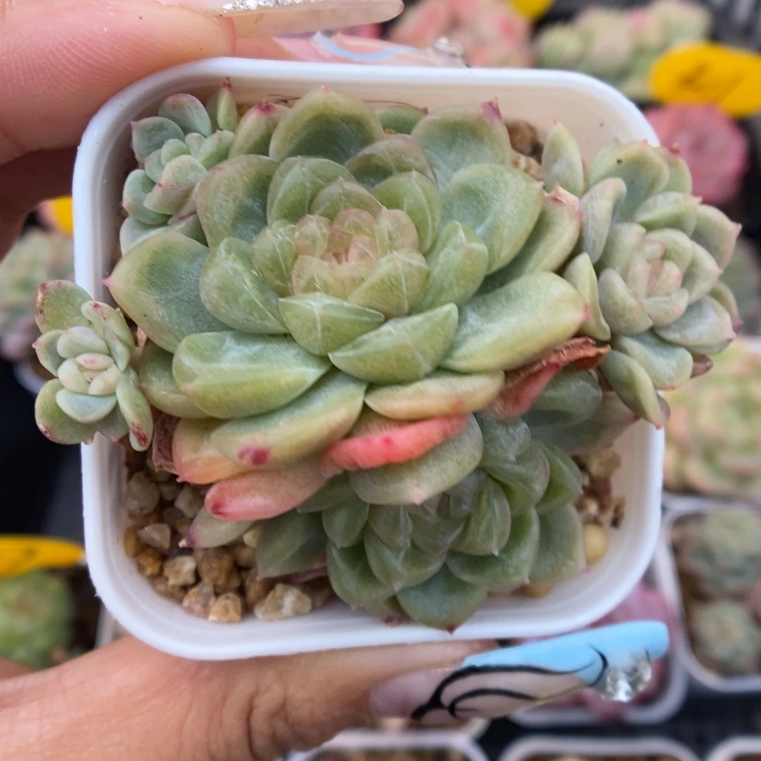 财富密码群生303号。