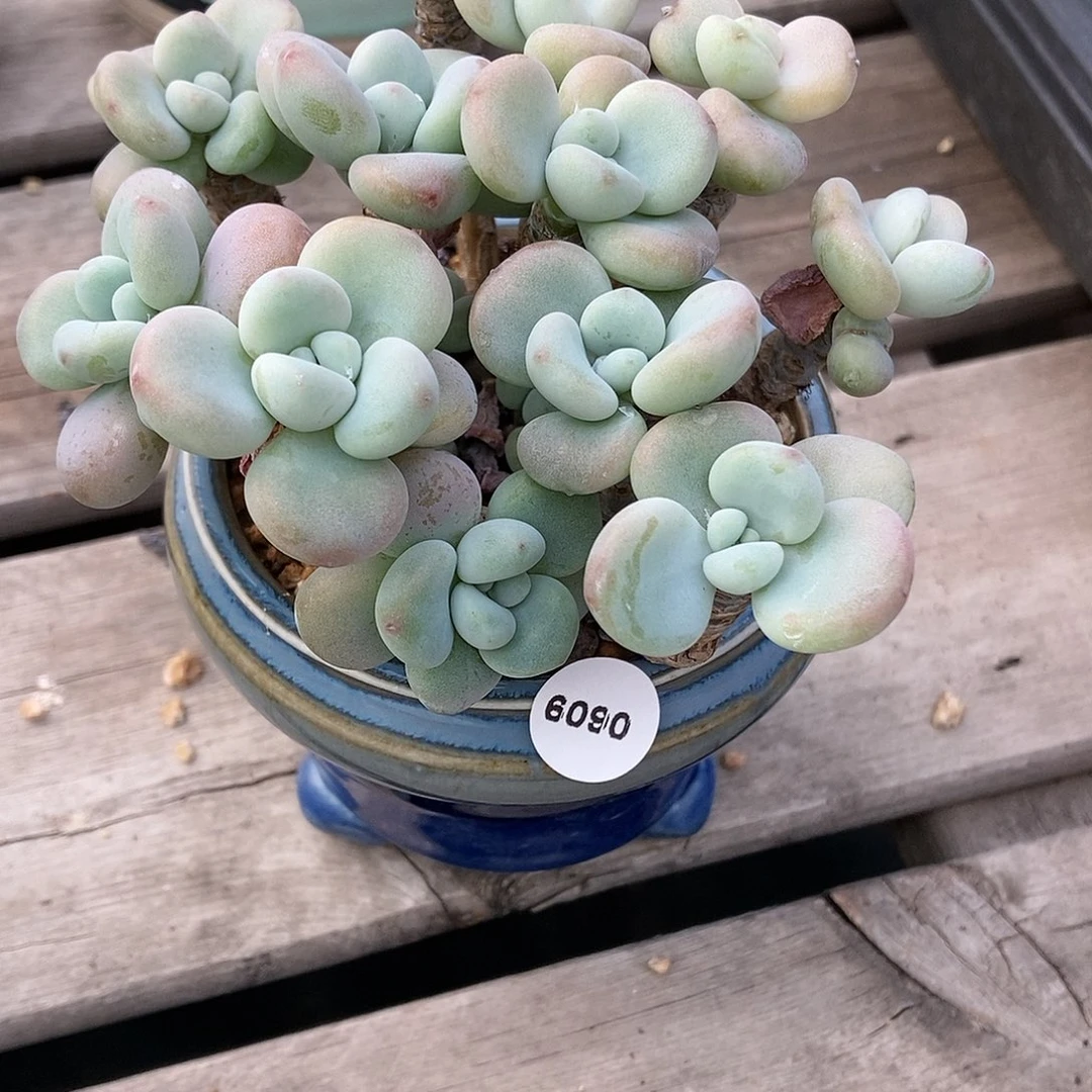 鹅****?6090果冻洛神不带盆土