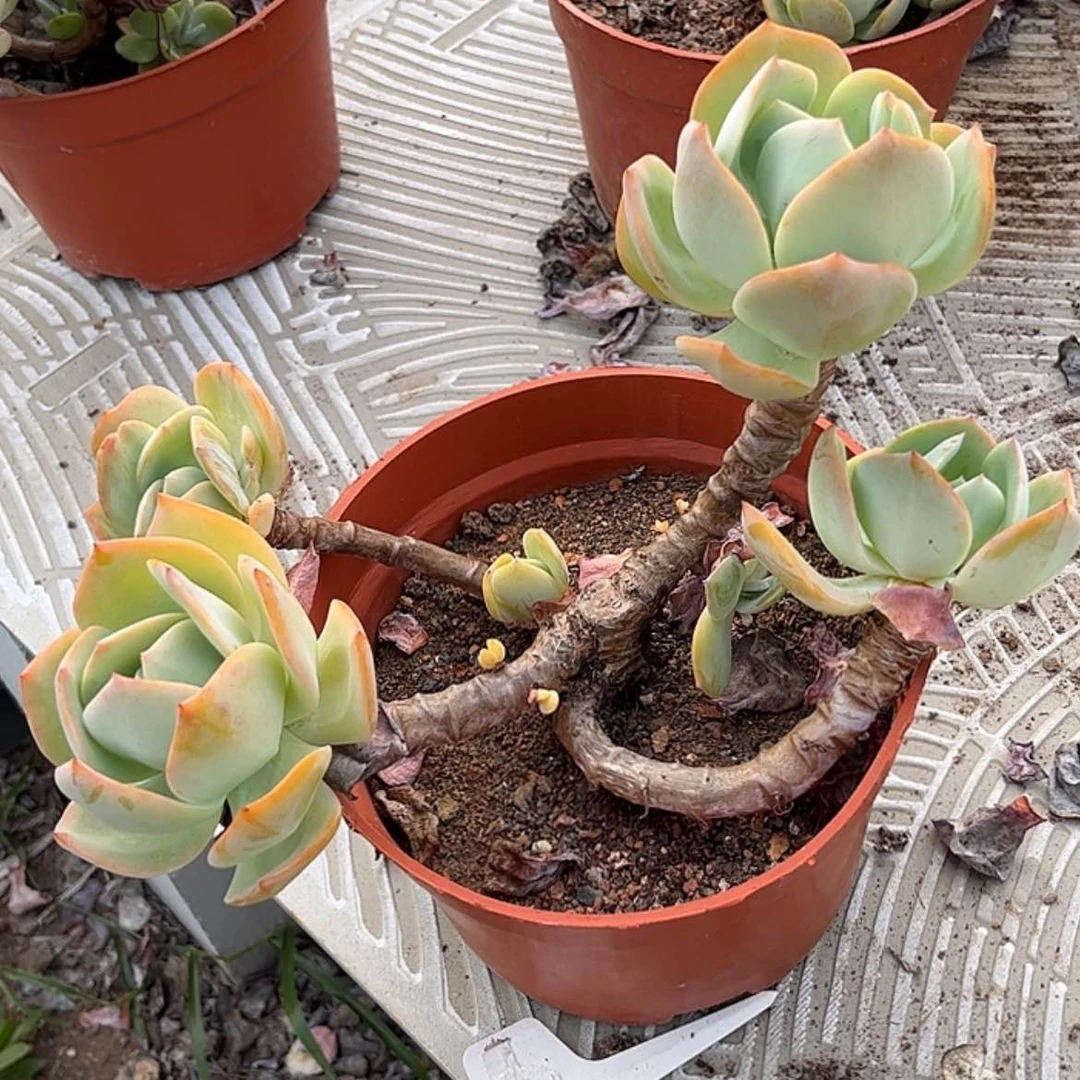 【闪购商品】无花朵往**兮