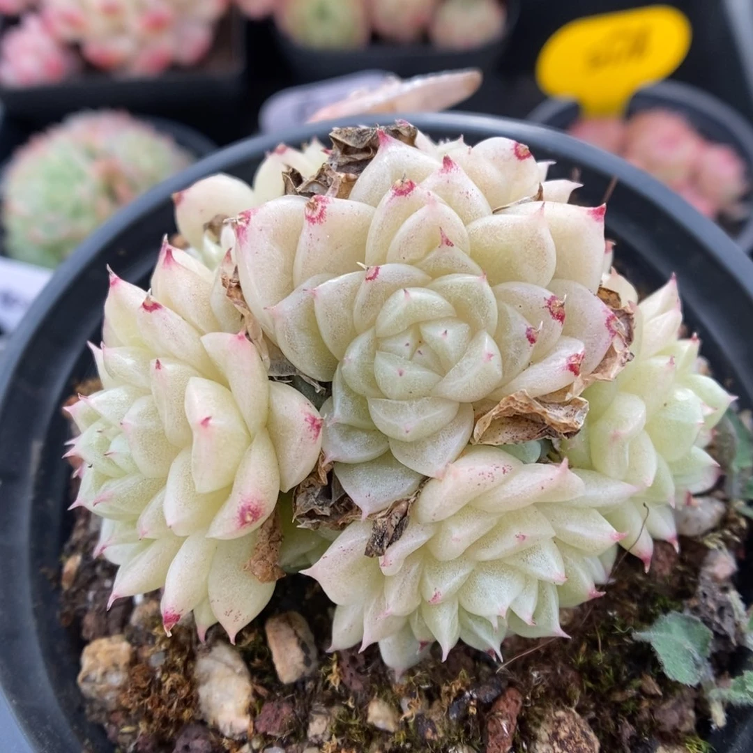 油透麦秆群生552号