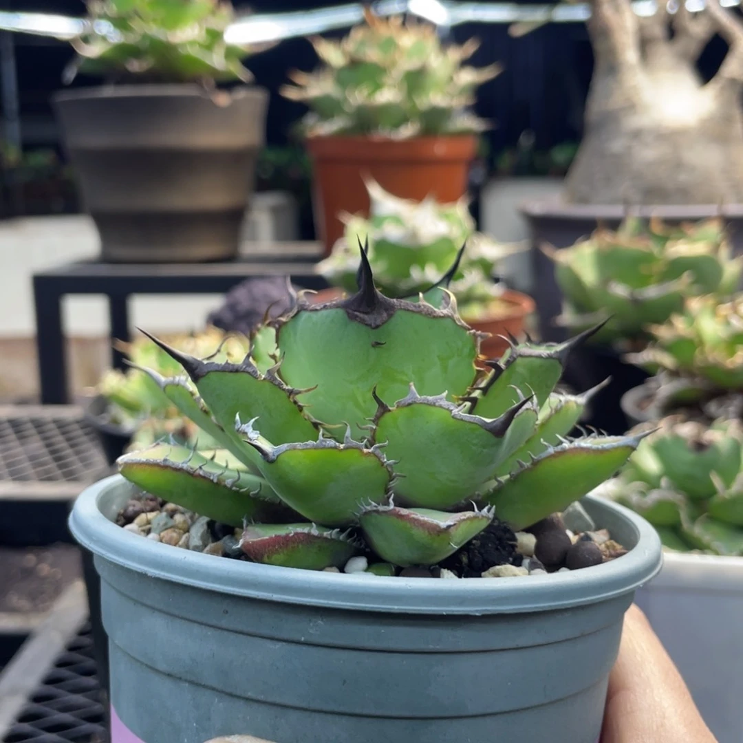 【闪购商品】随***7熊猫。