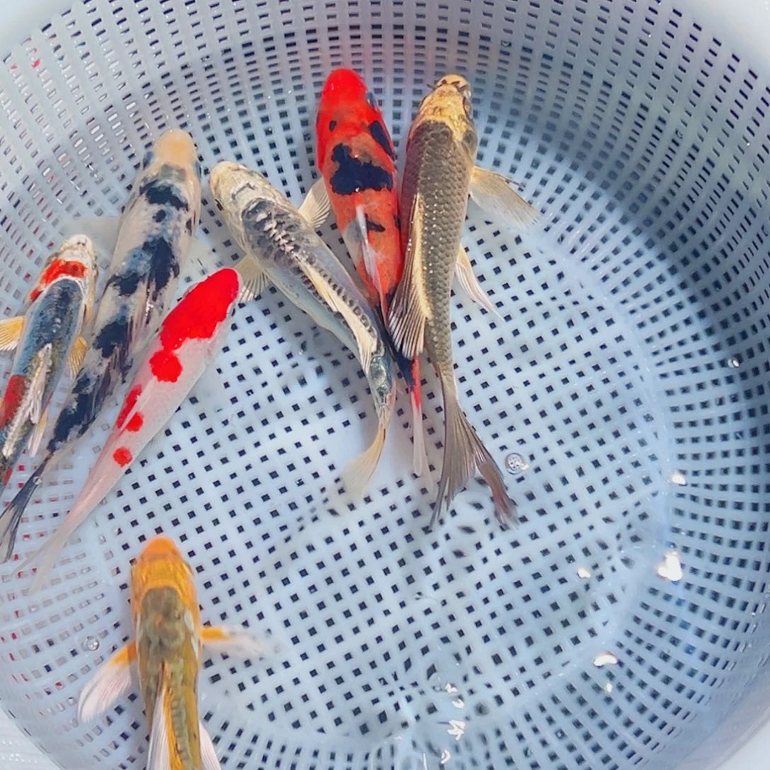 锦鲤锦鲤观赏鱼1111