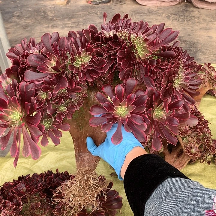 金丝雀缀脱土发货啊