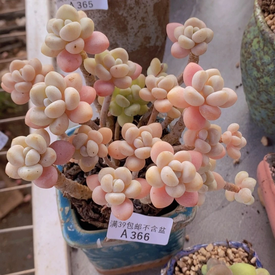 白奶糖老桩13cm366多肉植物