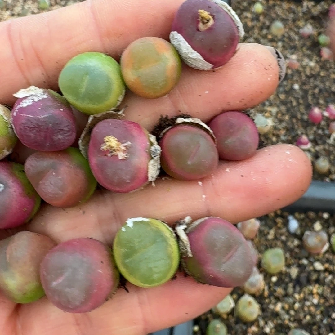 2465毛汉尼一手一手