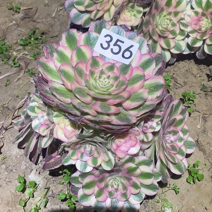 多肉植物法师356粉体荔枝