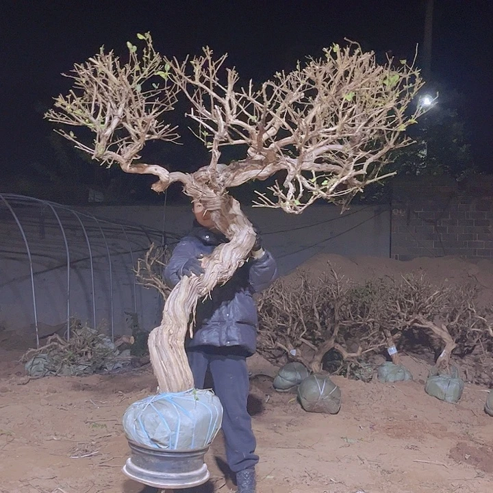 无花朵金银花老桩盆景6666