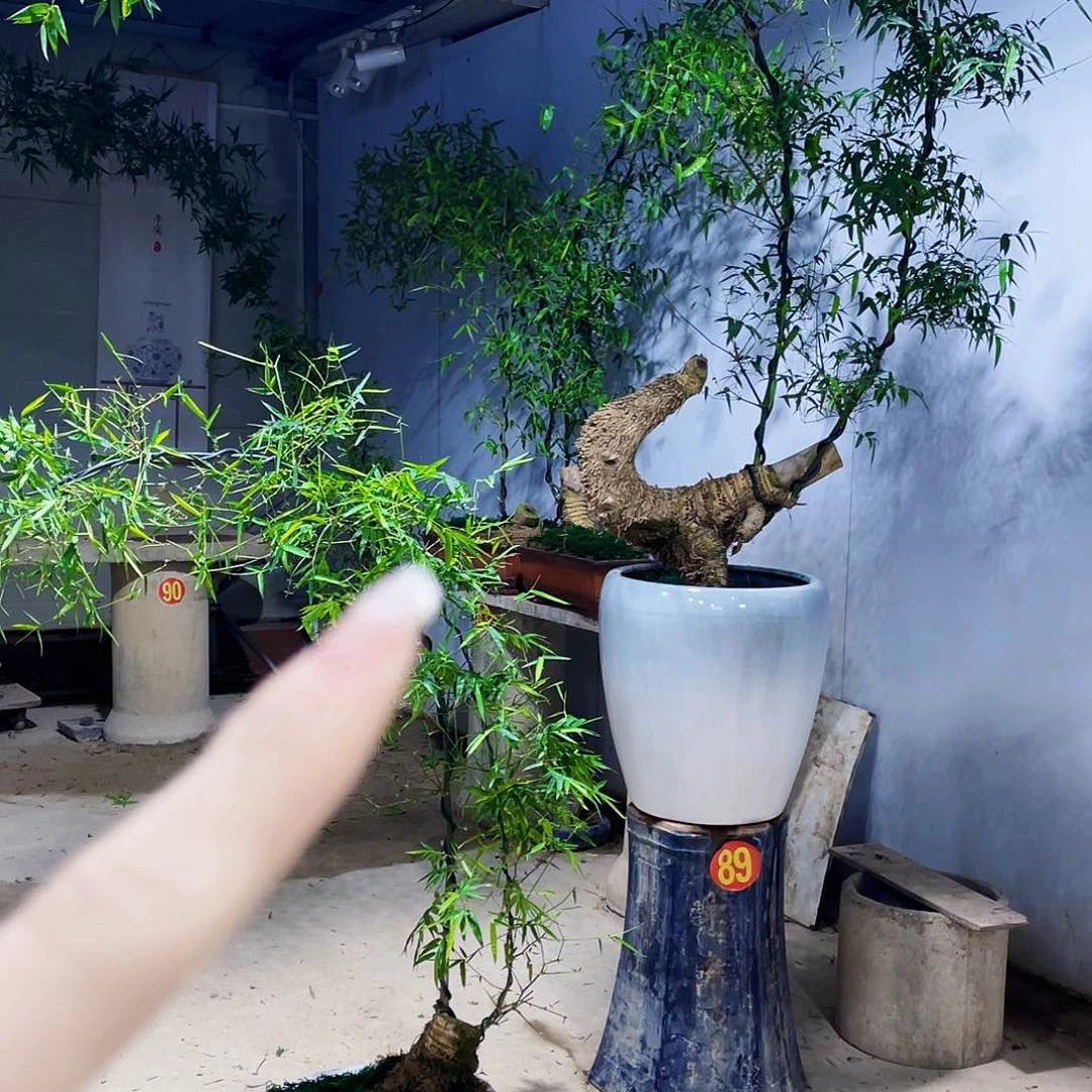 桐*小叶簕竹熟桩陶瓷盆一物一拍