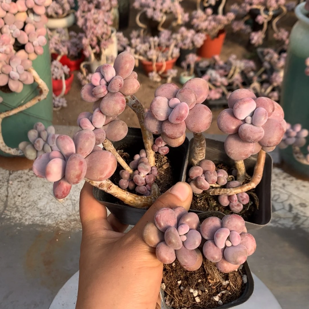 桃蛋老桩不带盆1号开播福利